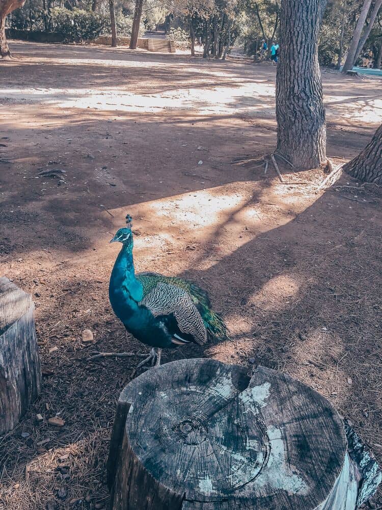 Peacock Island