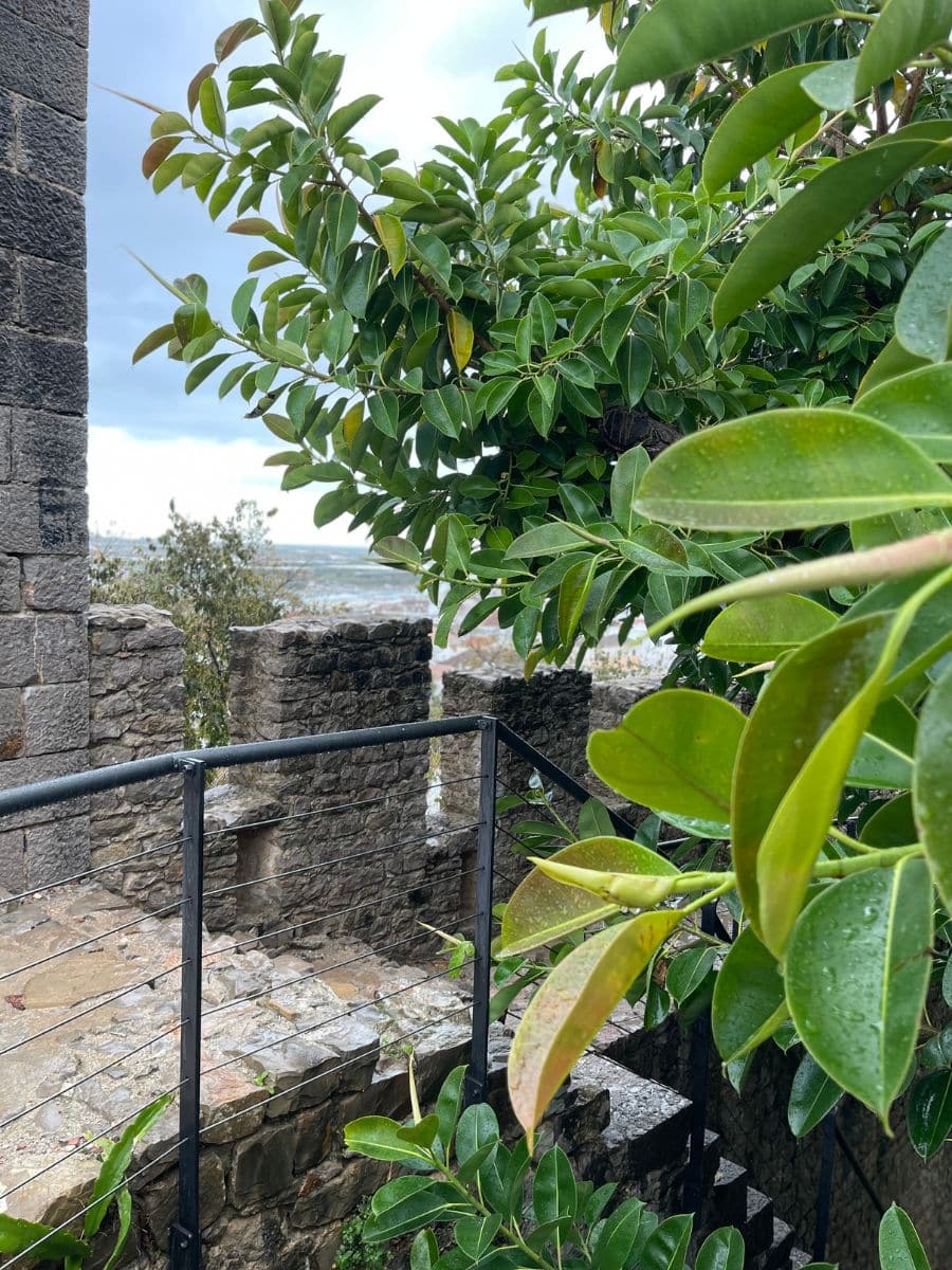 Lush green leaves framing historic stone walls in Tavira, Portugal, with a quiet coastal view in the distance