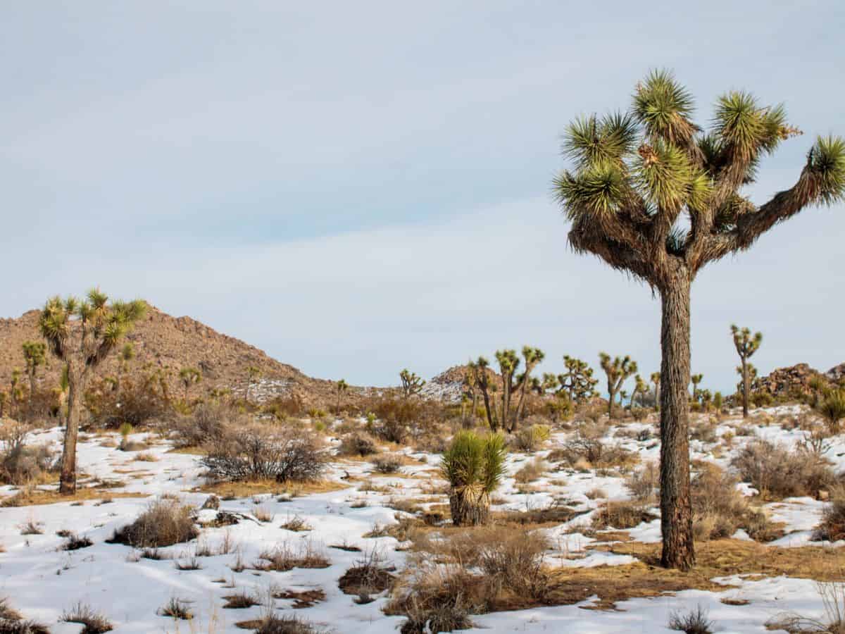 Best Places to Travel in the US in Winter Joshua Tree