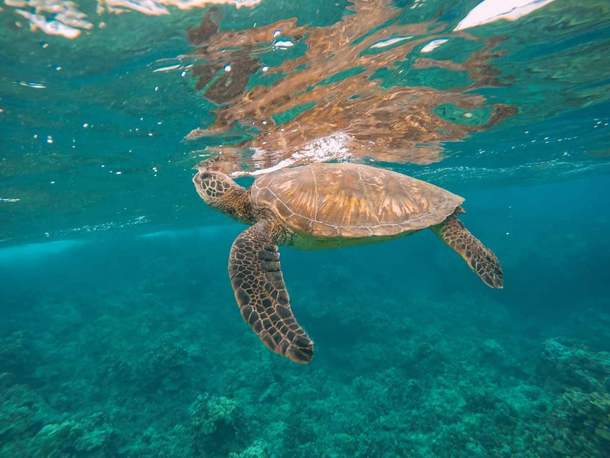 Sea Turtles in Maui