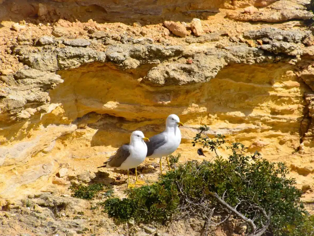 2 seagulls on my Algarve itinerary