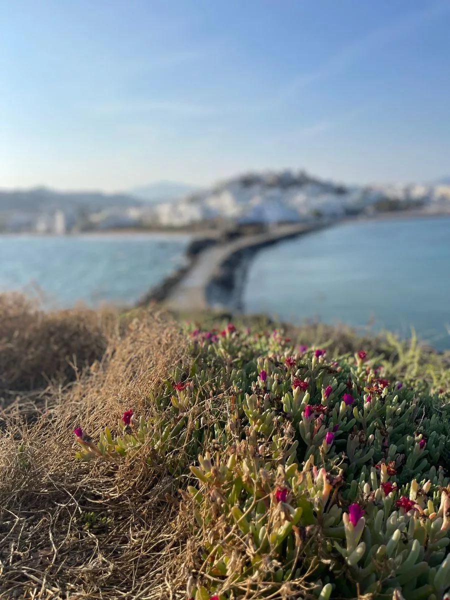 Wildflowers in the foreground on a coastal bluff in Naxos, with a soft focus on the stone jetty leading to a white hilltop town across the azure sea, capturing the natural beauty of the island.