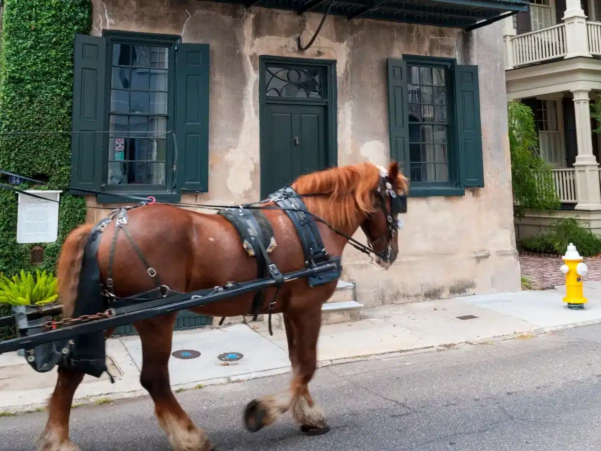 Horse drawn carriage in Charleston