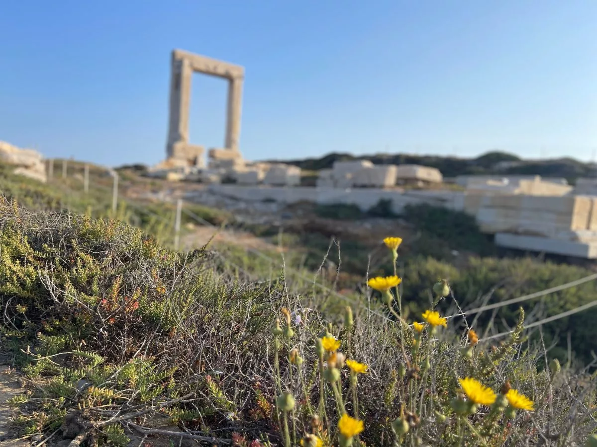 The flowers on the hill with the archaeological sites in Naxos in the background. 