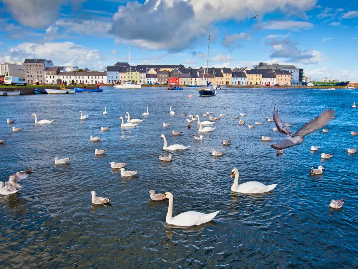 a picture of the water and lots of birds and seagulls floating. All the colorful houses of galway in the background