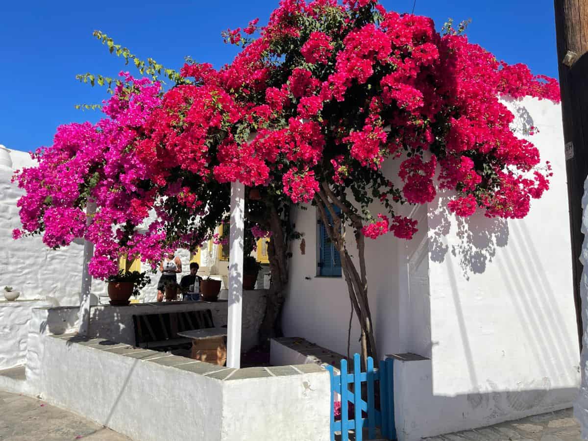 A traditional Greek island house with a large colorful tree of pink and red flowers.