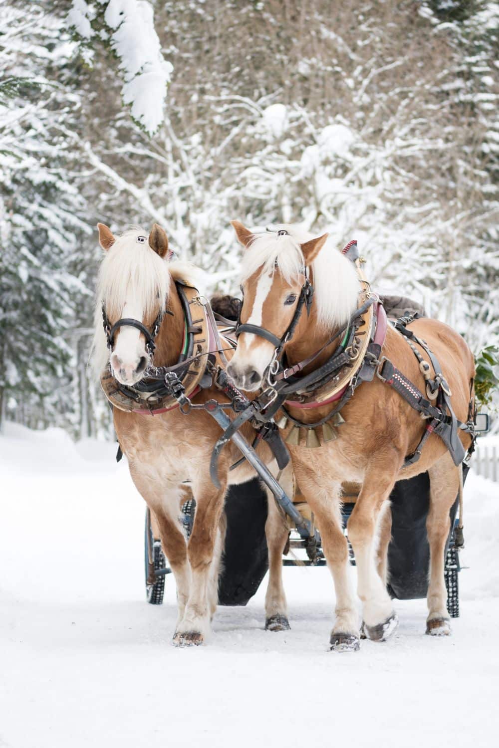 Two Haflinger horses harnessed to a sleigh, ready for a winter ride through a snow-laden forest.