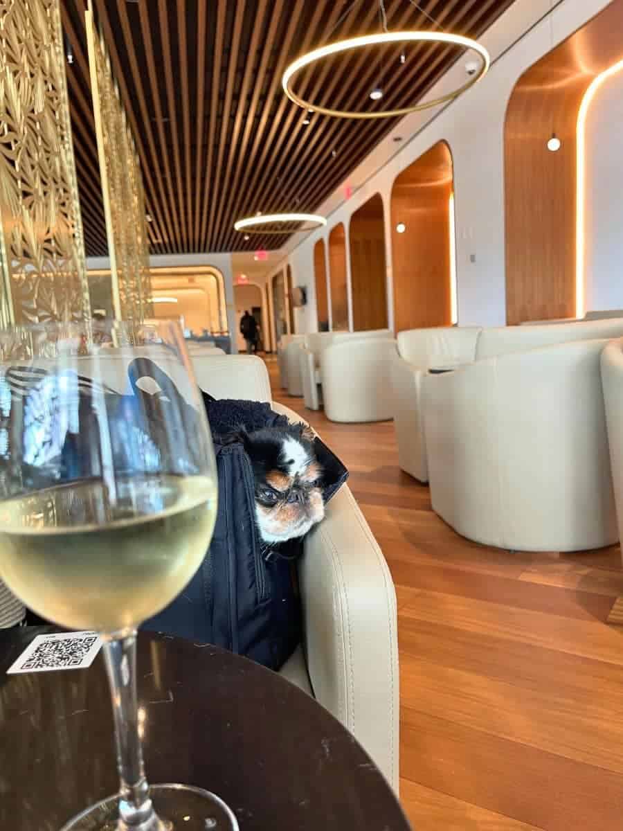 A dog peeking out from a carrier beside a glass of white wine in a sophisticated airport business lounge, with elegant wood paneling and modern lighting, illustrating the pet-friendly and luxurious aspects of Priority Pass lounge amenities.