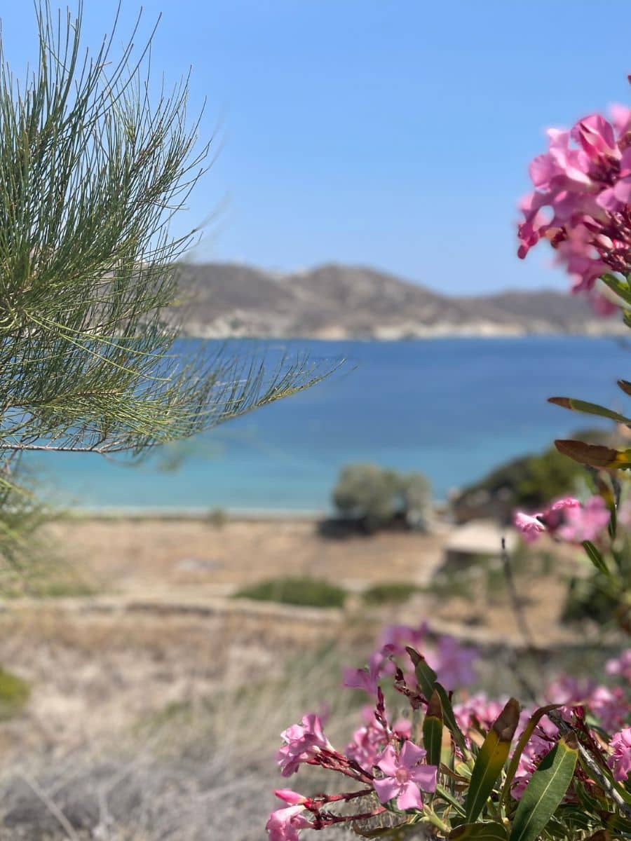Vibrant pink flowers bloom in the foreground, with a view of the calm blue waters off the coast of one of the hottest Greek islands to visit in May, offering a peaceful and picturesque setting.