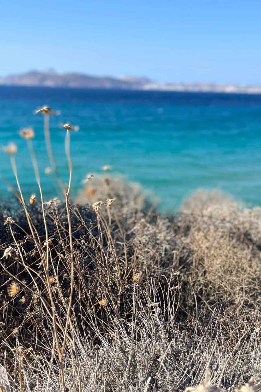 This image features a close-up of dry, wild plants in the foreground with a blurred background of the vibrant blue sea. The focus on the plants, along with the blurred seascape, gives a sense of being present in the natural, rugged terrain of Milos.