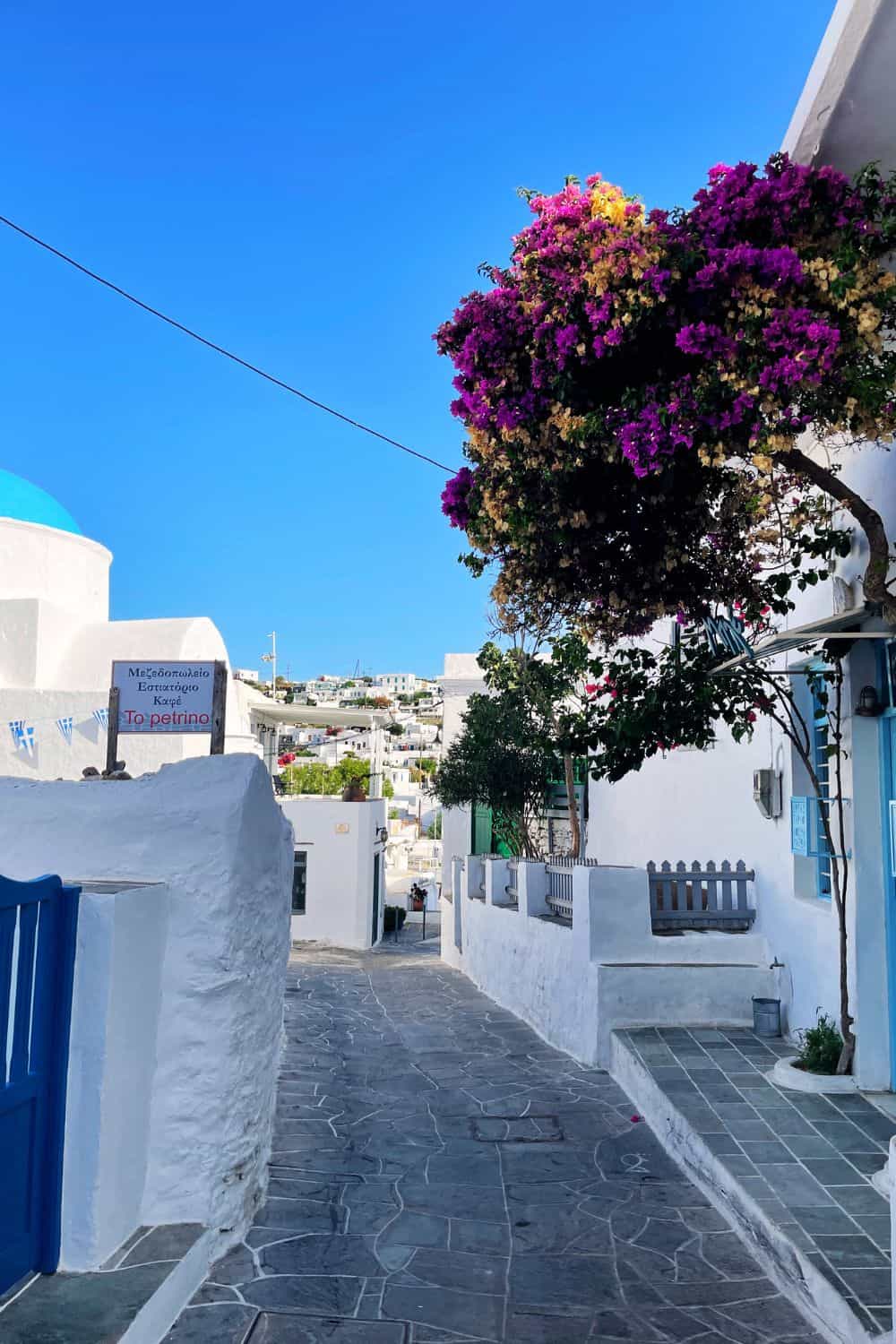 A charming street in Sifnos basks in the sunlight, lined with whitewashed buildings and a vibrant bougainvillea in full bloom. The blue dome of a church peeks out in the distance, while signs for a café add a quaint touch to this picturesque alley, inviting exploration