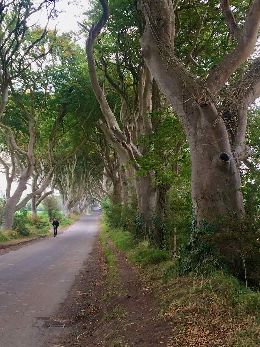 A solitary figure walks down a secluded path flanked by imposing, intertwined trees known as the dark hedges, creating an almost surreal atmosphere that might be straight out of a fantasy tale.