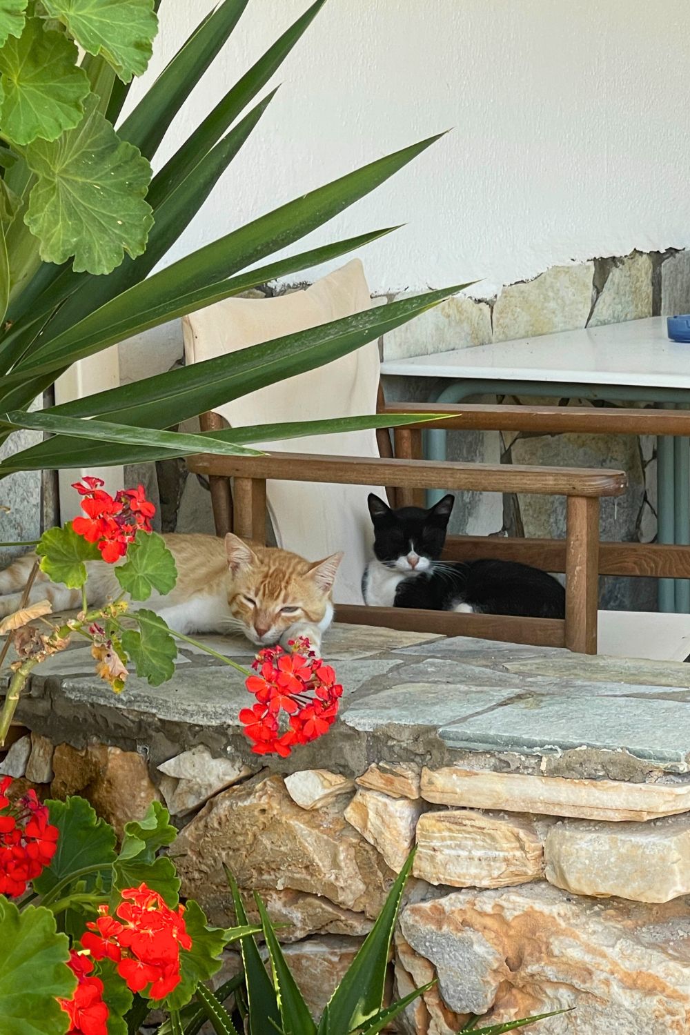 Two cats lounging peacefully on a stone bench surrounded by lush greenery and vibrant red flowers, a quaint scene on Sifnos island.