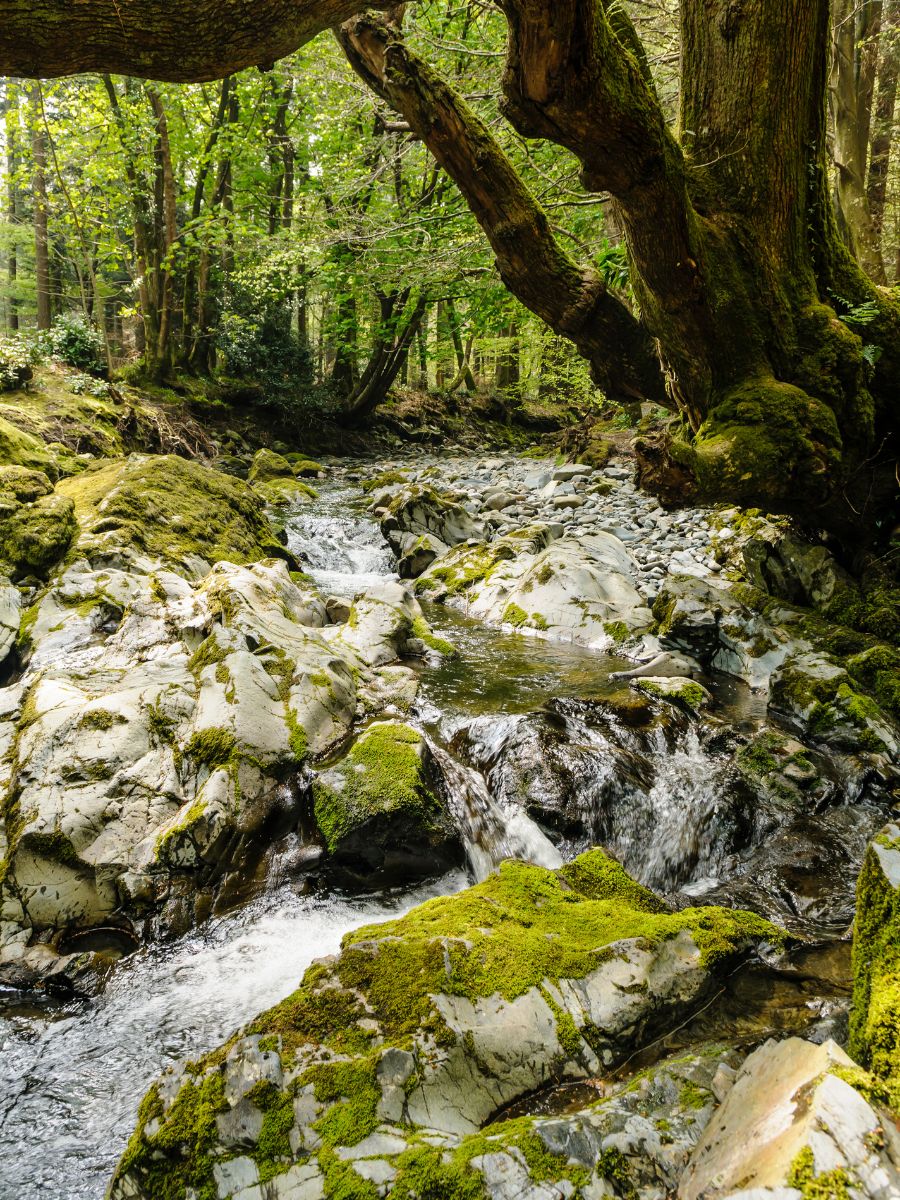 A tranquil stream flowing through a lush forest, with sunlight filtering through the canopy above. The rocks in the stream are blanketed in vibrant green moss, creating a serene and picturesque woodland scene.