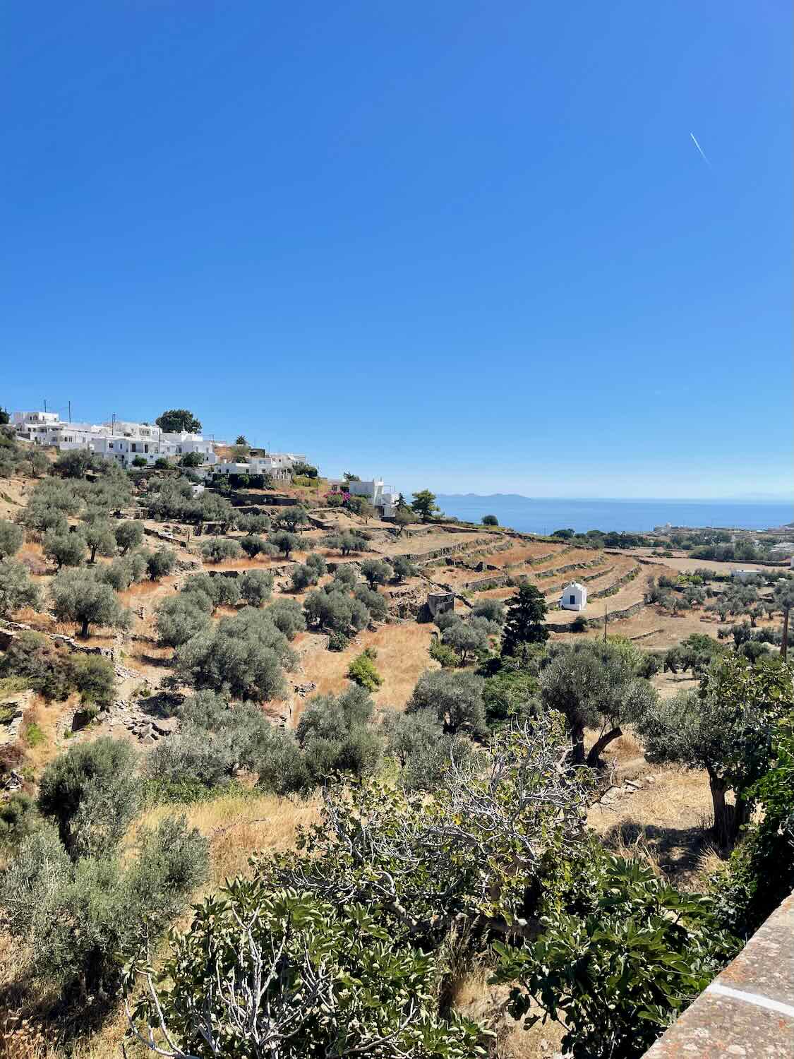 A panoramic view of the rolling hills dotted with olive trees and the whitewashed architecture of Sifnos, under a clear blue sky.