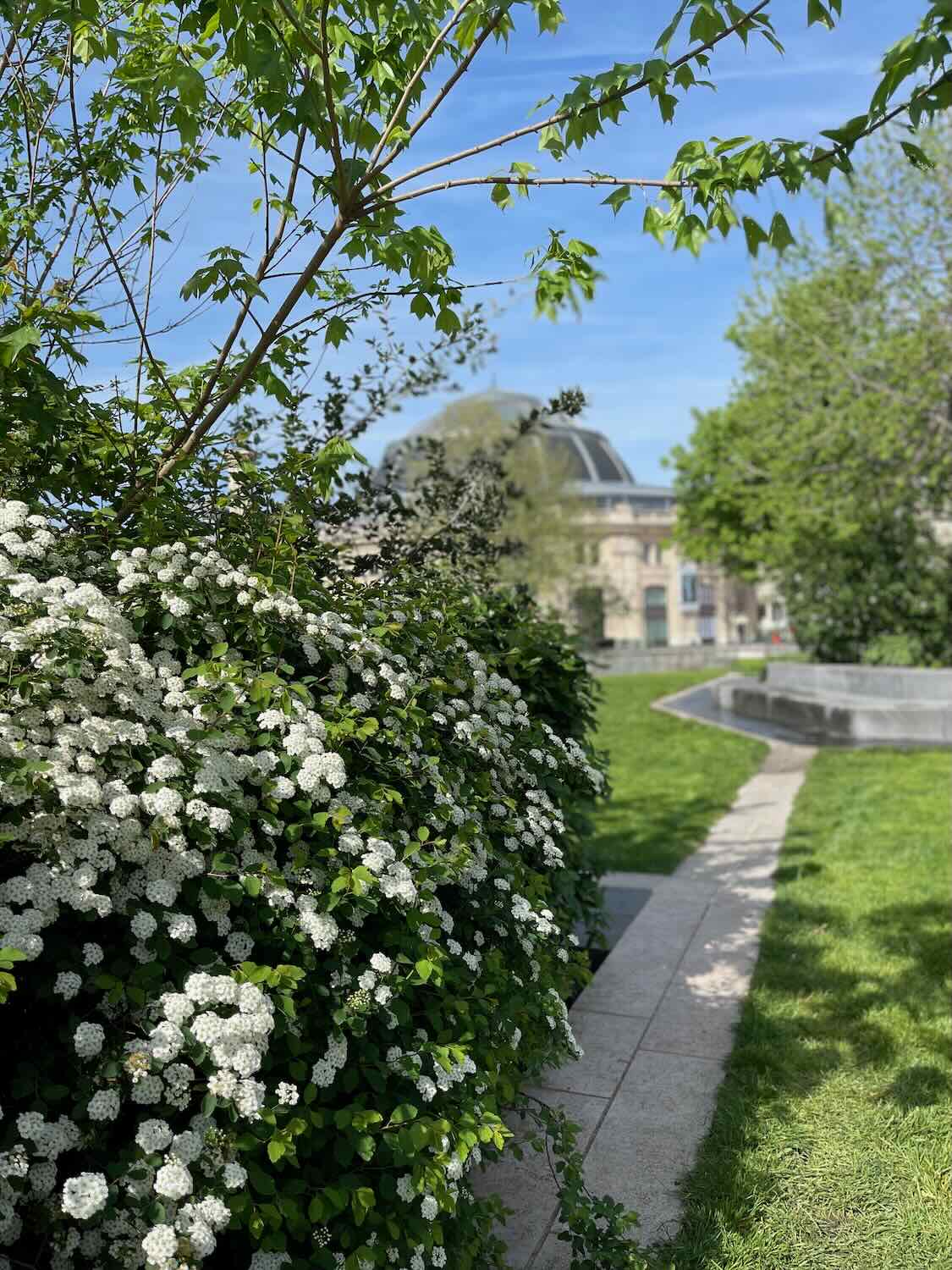 A lush, green garden in Paris with blooming white flowers and leafy trees, with a historic building partially visible in the background under a clear blue sky.