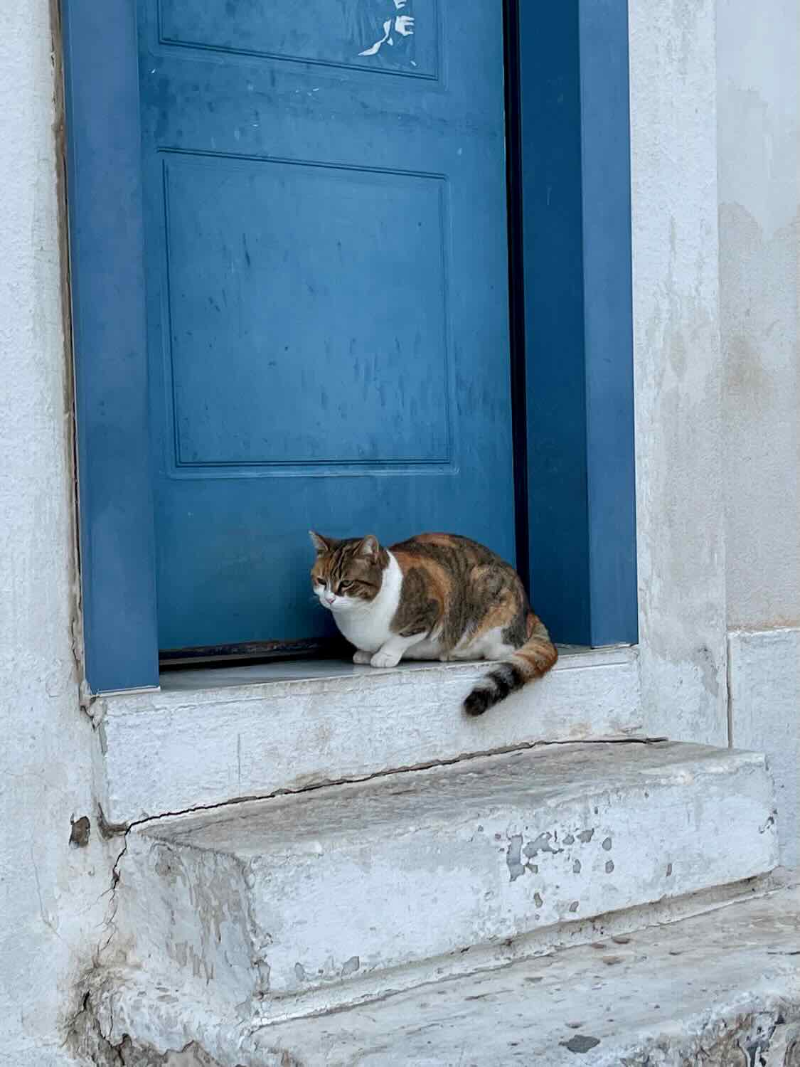 A cat sitting on the steps in front of a blue door, with weathered white walls surrounding the entrance, located in the Plaka neighborhood of Athens, Greece.