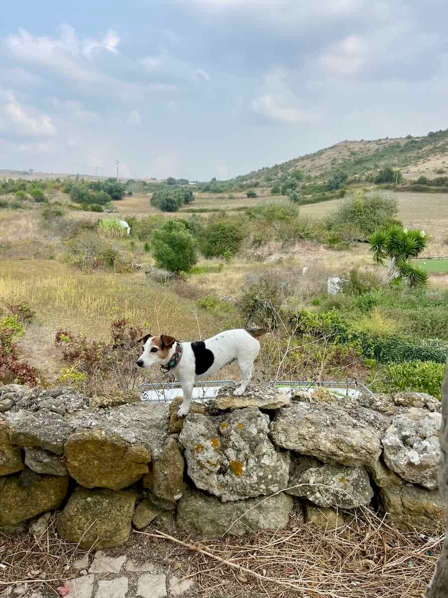 A small Jack Russell Terrier stands confidently on top of a stone wall, overlooking a vast, rural landscape. The view includes rolling hills with scattered greenery and trees under a cloudy sky.