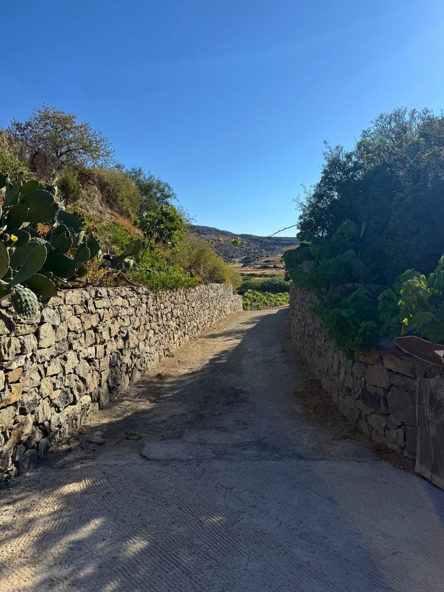 A sunlit rural pathway on the island of Milos, Greece, flanked by low stone walls and lush vegetation, including cacti and leafy bushes. The narrow dirt road leads toward rolling hills under a clear, vivid blue sky, evoking a peaceful Mediterranean countryside scene.