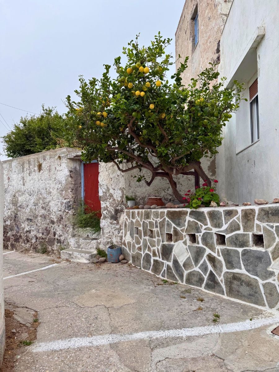 A rustic courtyard in Milos, Greece, featuring a vibrant lemon tree growing beside a stone wall with white grout. The surrounding buildings have aged, textured facades, including a red wooden door set in a weathered stone wall. The ground is paved with worn concrete, adding to the authentic charm.