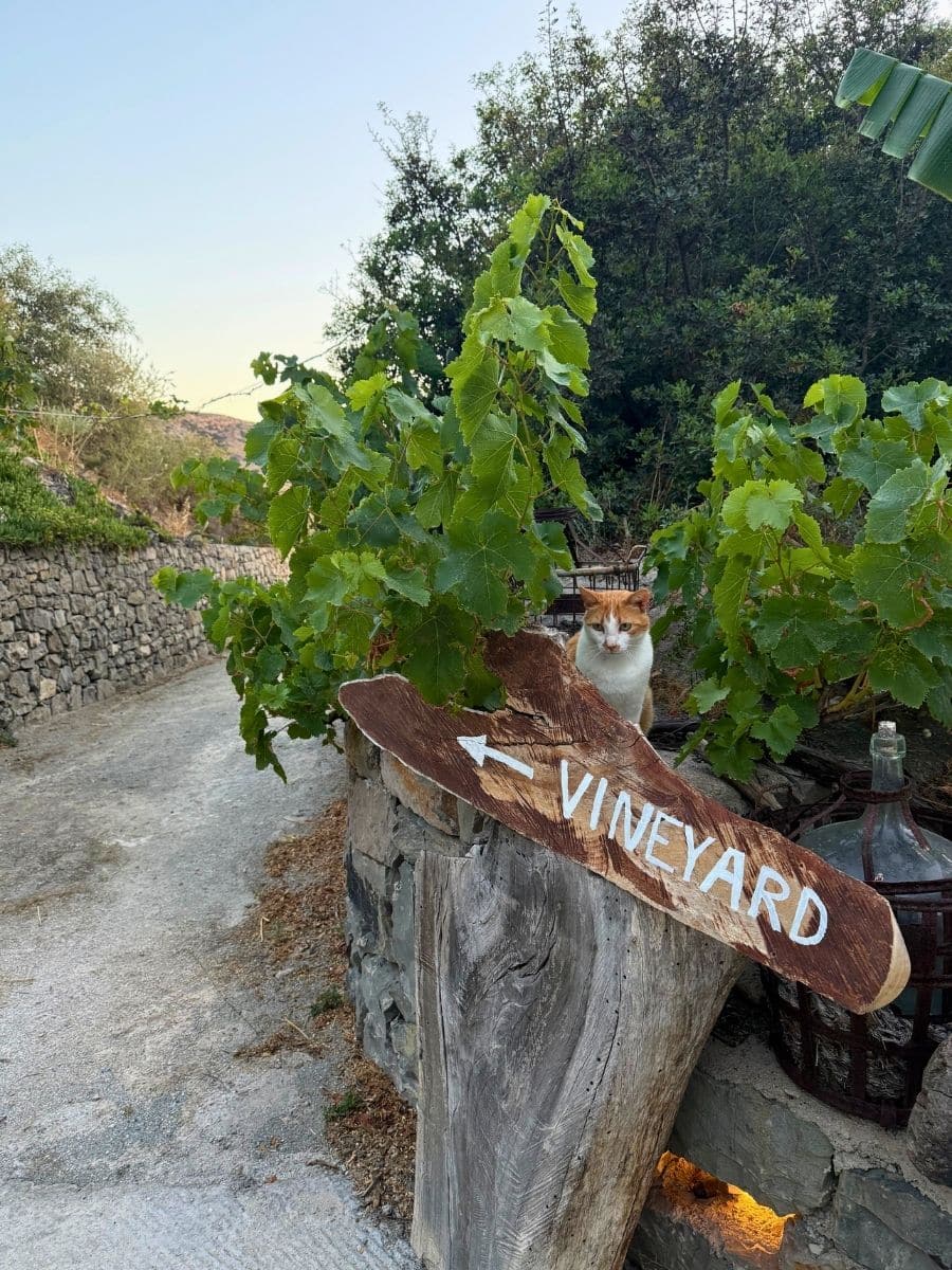 A rustic wooden sign reading "Vineyard" with an arrow, surrounded by grapevines, with a cat peeking out beside it in Milos.