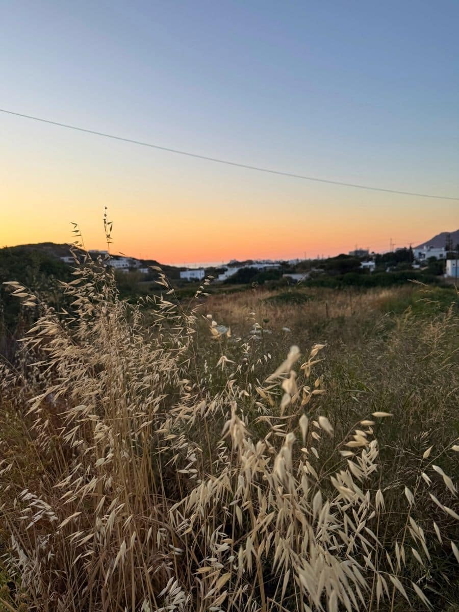 Tall dry grasses in the foreground with a glowing sunset sky and distant houses in Milos.