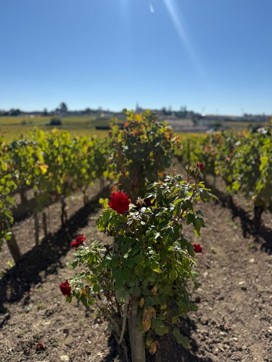 Close-up of red roses blooming between vineyard rows in Saint-Émilion, Bordeaux under bright sunshine.