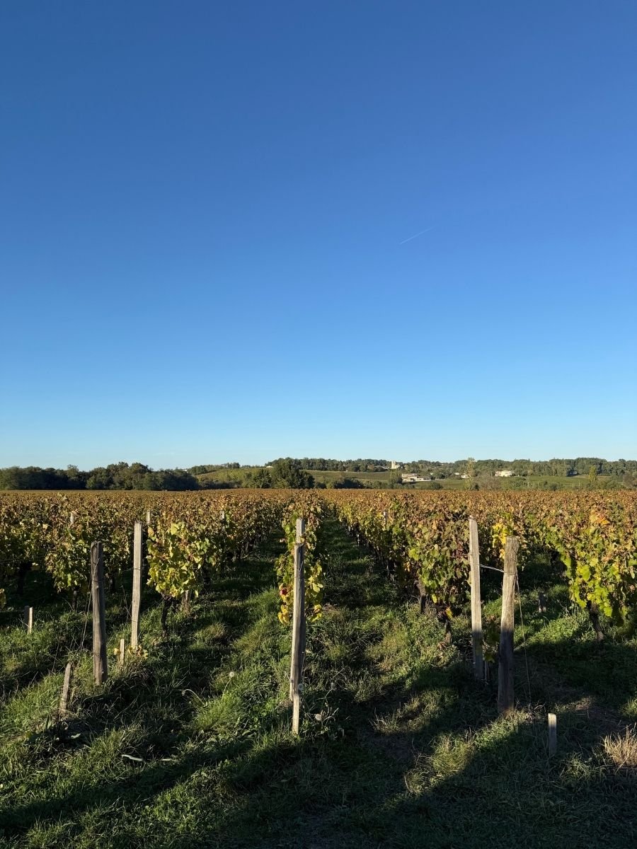 Rows of lush grapevines stretch into the distance beneath a clear blue sky in Bordeaux, France.