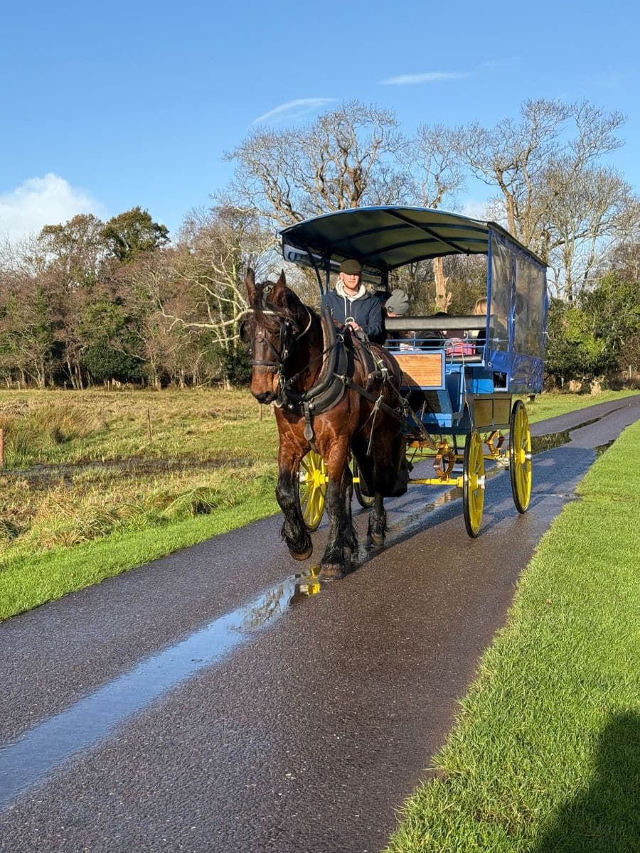 Traditional horse-drawn carriage traveling along a scenic path in Killarney National Park on a sunny day.
