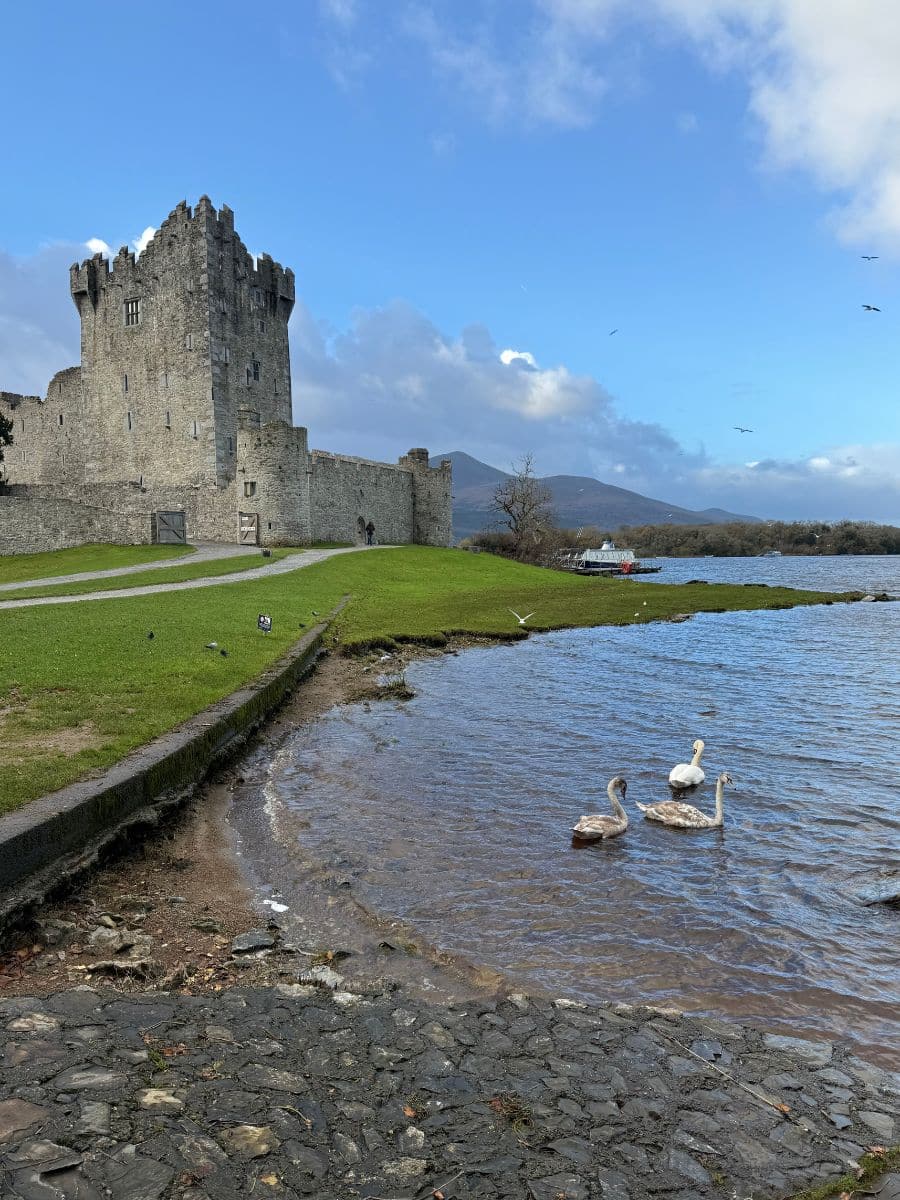 Ross Castle on the edge of Lough Leane in Killarney, with swans swimming near the shore and mountains in the background.