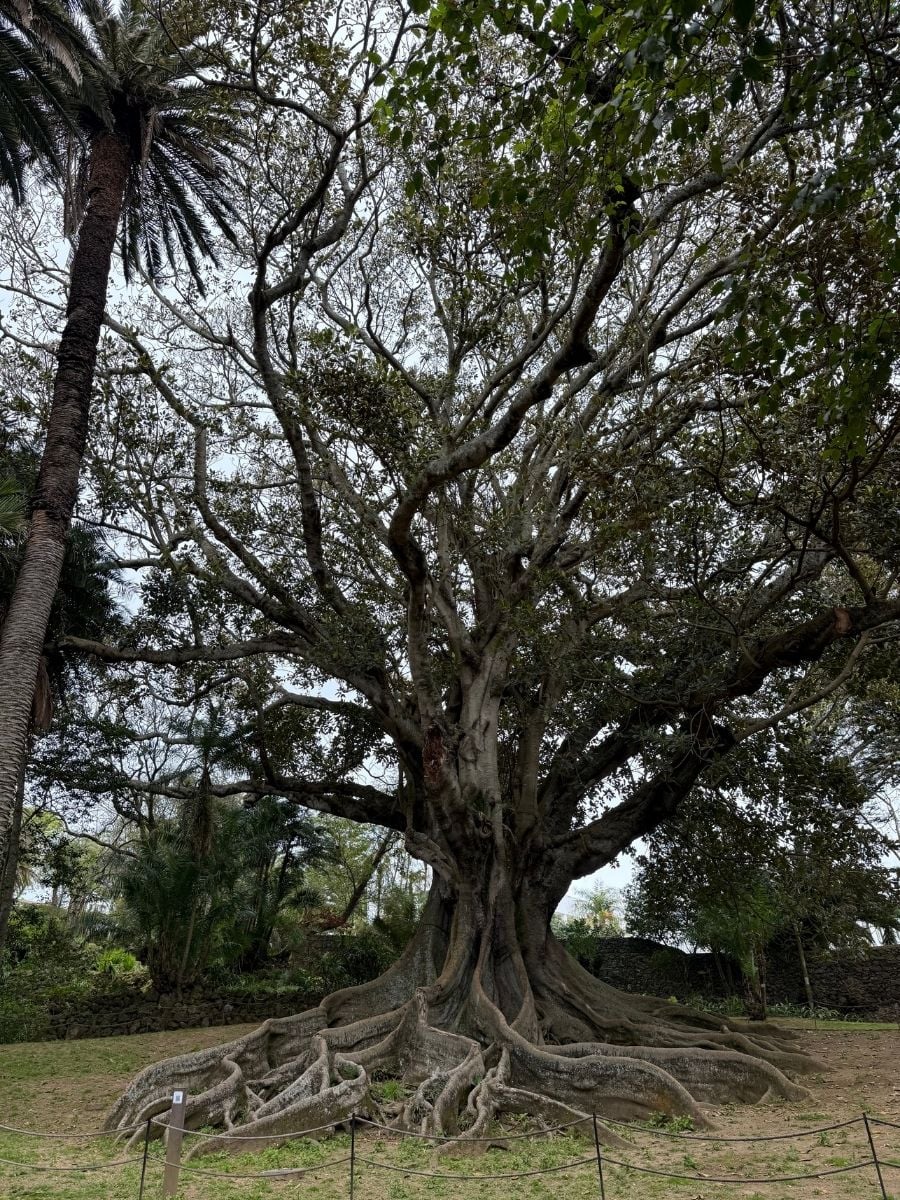 Massive banyan tree with sprawling roots in a botanical garden in S&atilde;o Miguel, Azores