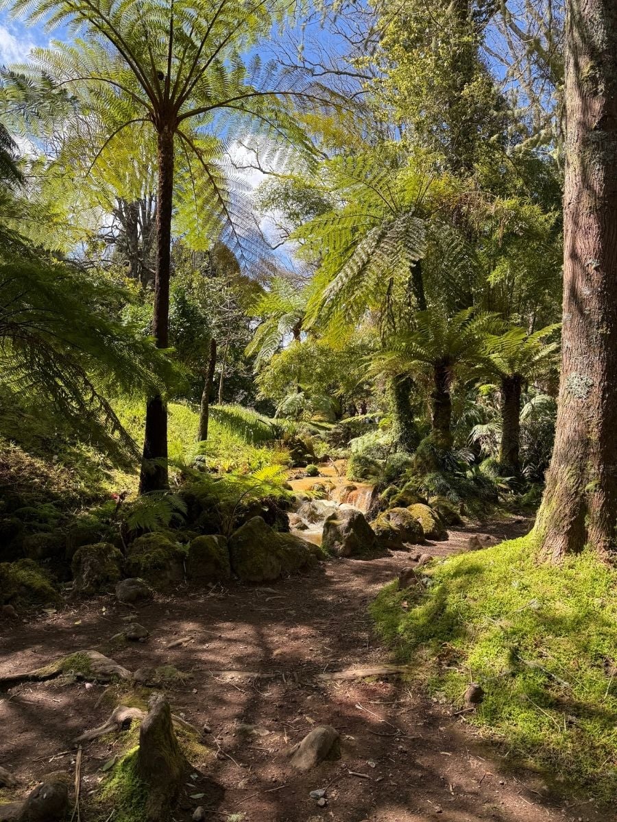 Forest trail with ferns and small cascading stream in Parque Terra Nostra, Furnas, S&atilde;o Miguel, Azores creating a lush and serene atmosphere