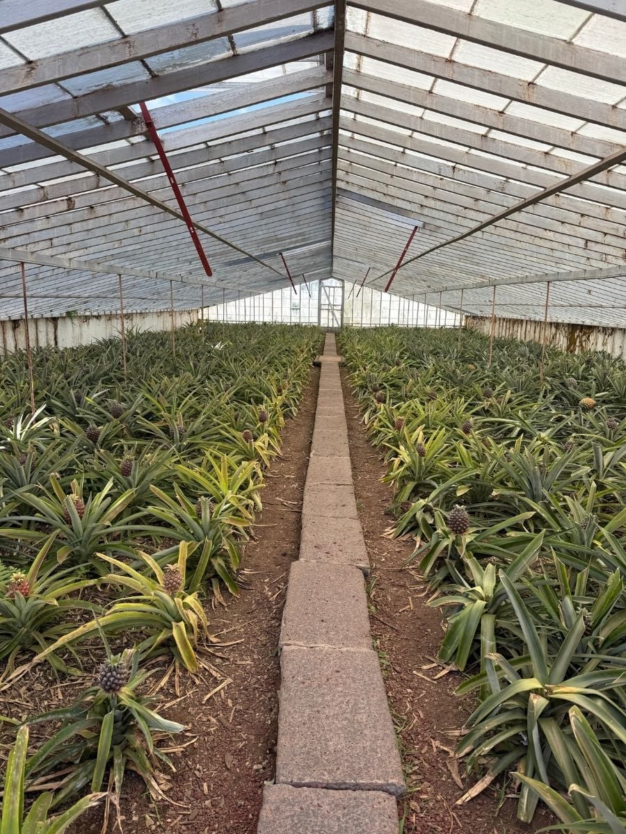 Pineapple plants growing inside a greenhouse in S&atilde;o Miguel, Azores with neat rows and a central pathway under a glass roof