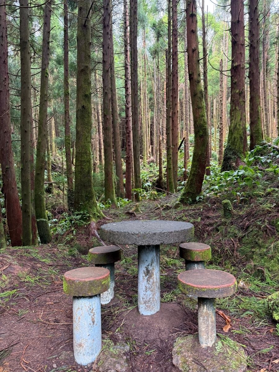 Stone picnic table and stools surrounded by tall pine forest in S&atilde;o Miguel, Azores with mossy ground and a peaceful woodland atmosphere