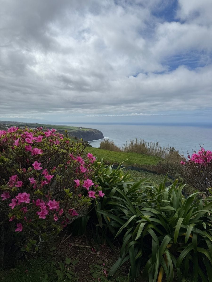Pink azalea bushes overlooking rugged coastline in S&atilde;o Miguel, Azores with layered cliffs and calm ocean under soft clouds