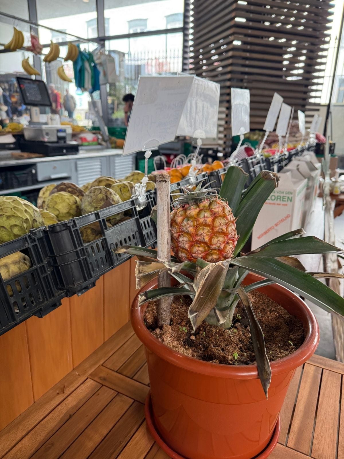 Pineapple plant display inside market in S&atilde;o Miguel Azores