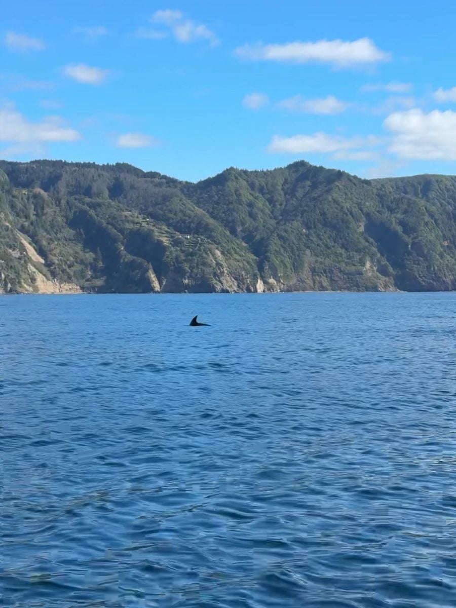 Whale swimming off the coast of S&atilde;o Miguel in the Azores with green volcanic cliffs and calm Atlantic Ocean views in the background.