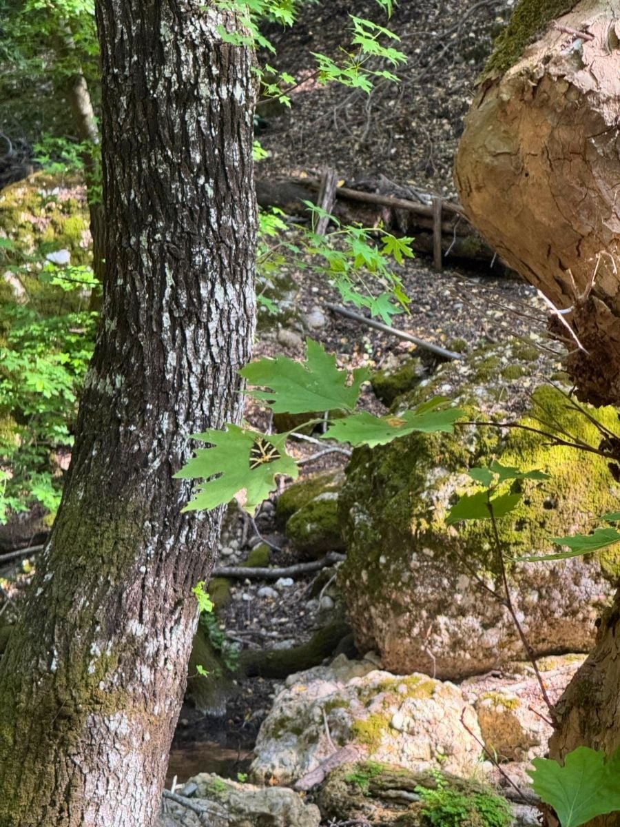 Peaceful woodland scene in Seven Springs, Rhodes, Greece, with moss-covered rocks, mature trees, and a quiet forest stream.